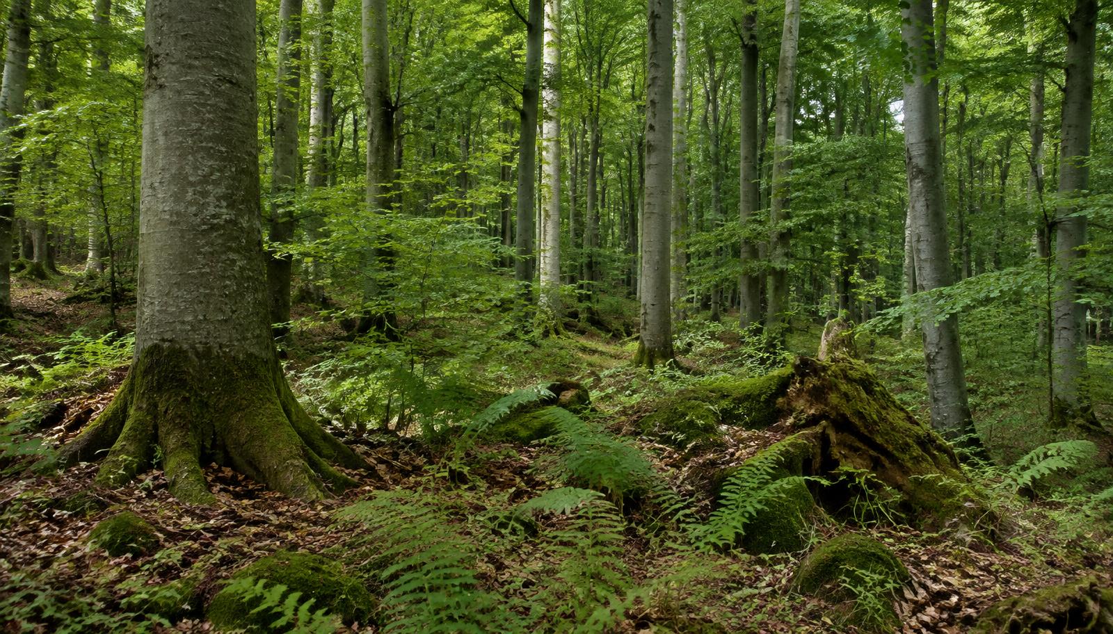 Naturnaher europäischer Buchenwald mit alten Stämmen, Farnen und dichtem grünen Blätterdach