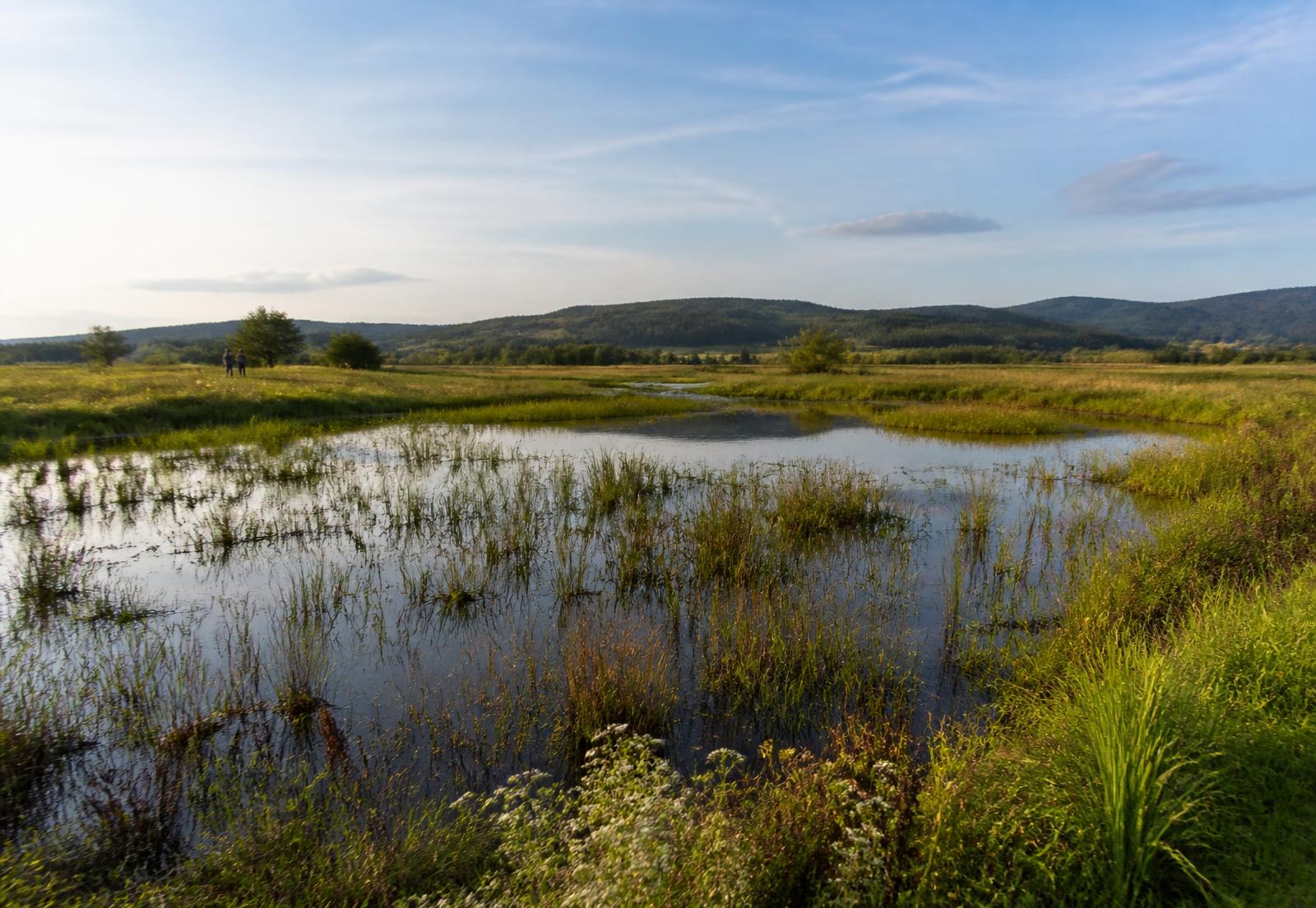 Wiederhergestellte Feuchtwiese mit offenen Wasserflächen und vielfältiger Vegetation